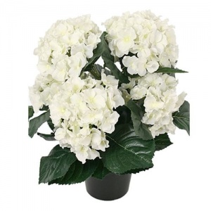 Hydrangea in a Pot White by Grand Illusions